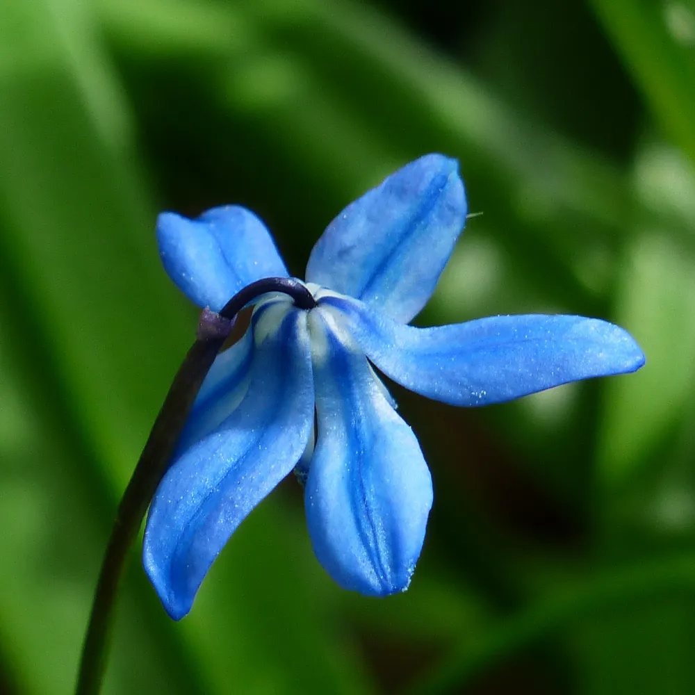 Bluebell Pure Essential Oil