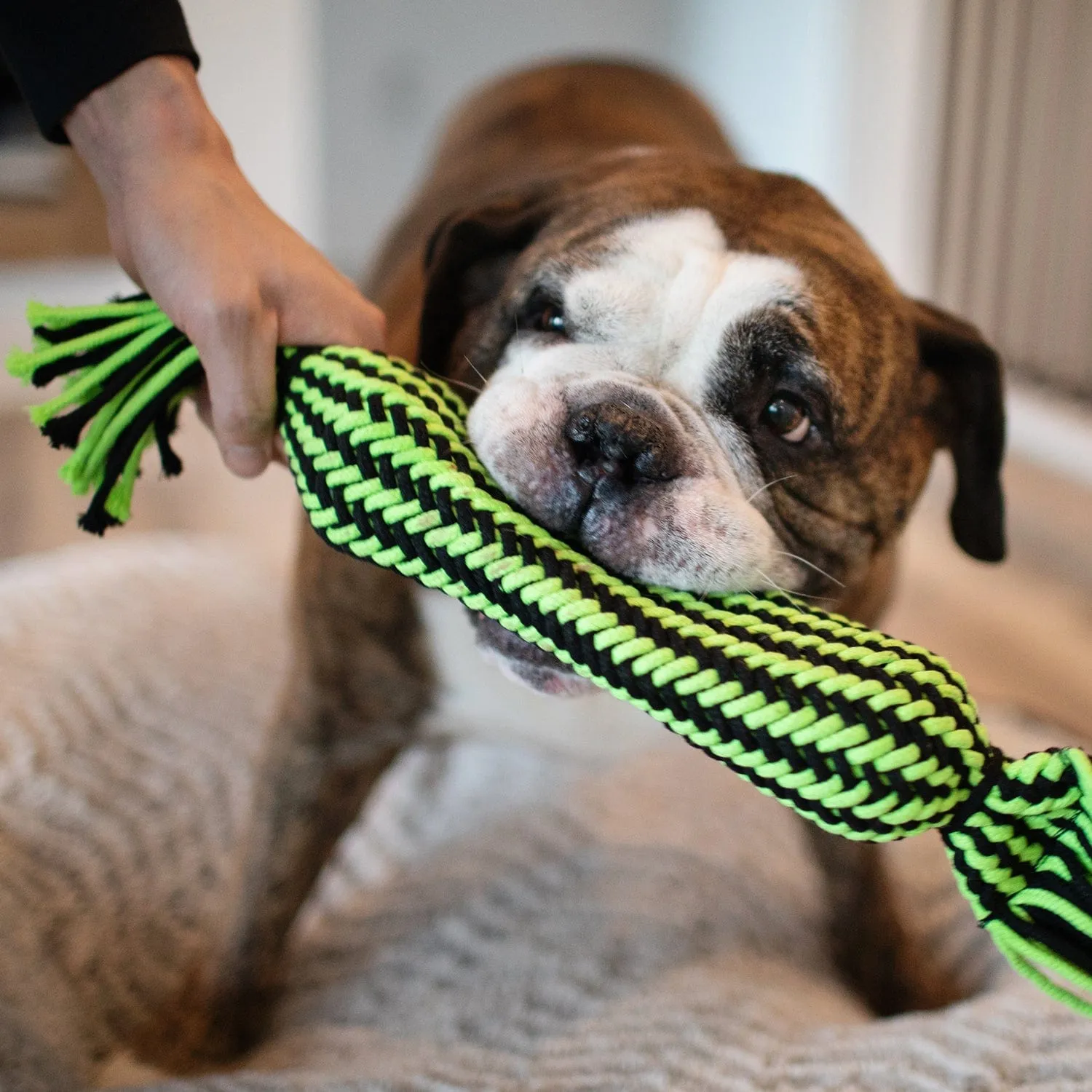 Knot-n-Chew