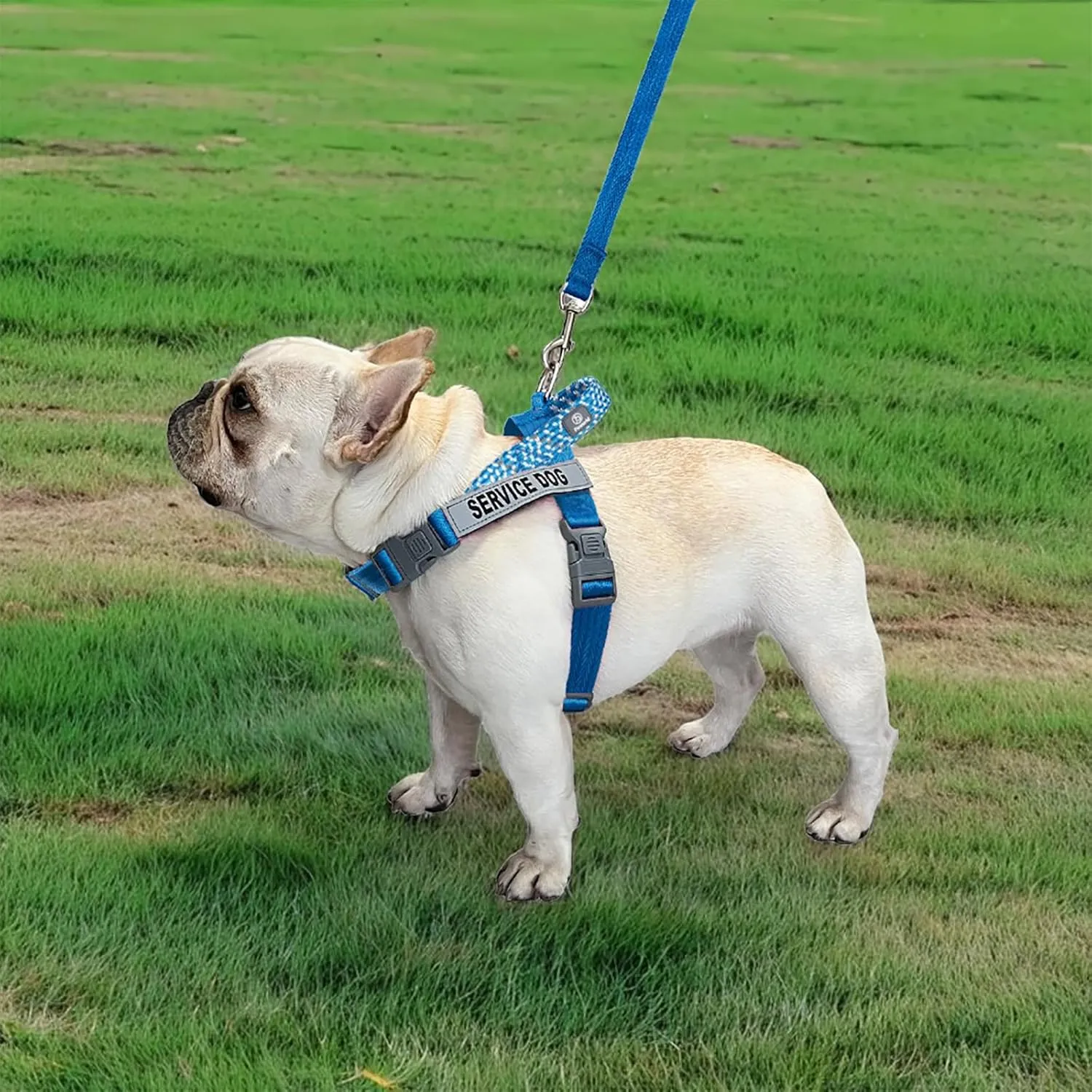 Service Dog Harness and Leash Set, No-Pull Service Dog Vest with 4 PCS Reflective Patches, Dog Vest Harness with Handle, Pet Harness for Small Medium Large Dogs in Training (Blue, L)